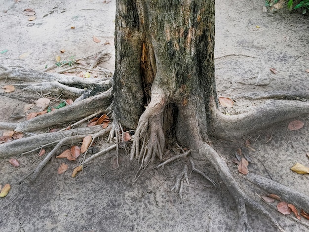 Tronco dell&#39;albero e radice