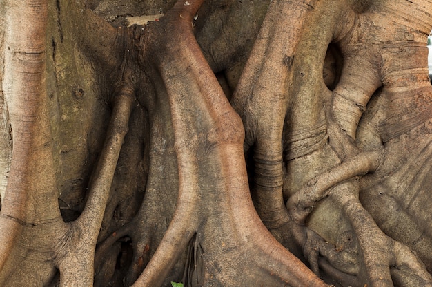 tronco dell&#39;albero.