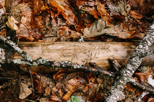 Tronco di albero mangiato dallo scarabeo di corteccia in fogliame marrone biogradska gora montenegro