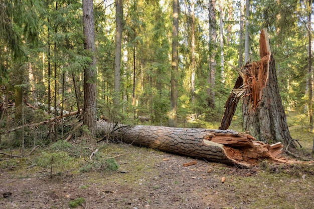 Tronco di albero rotto nella foresta albero caduto