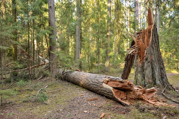 Tronco di albero rotto nella foresta