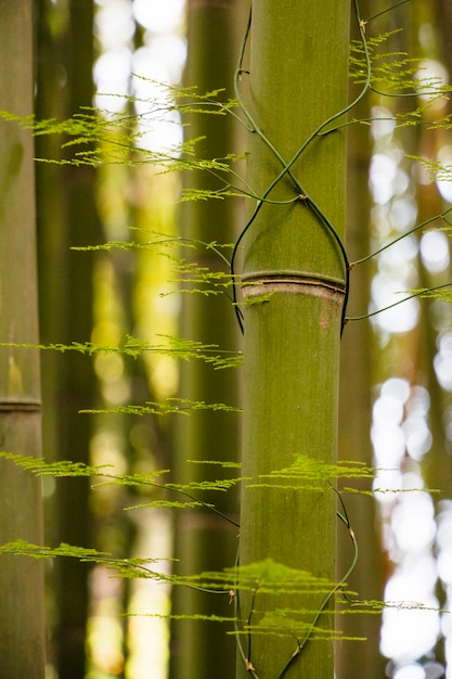 Tronco di bambù verde