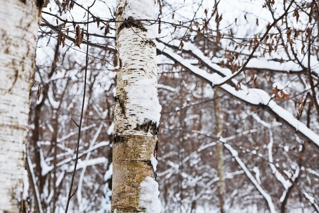 Tronco di betulla innevato nella foresta invernale