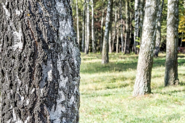 Tronco di betulla sullo sfondo della foresta