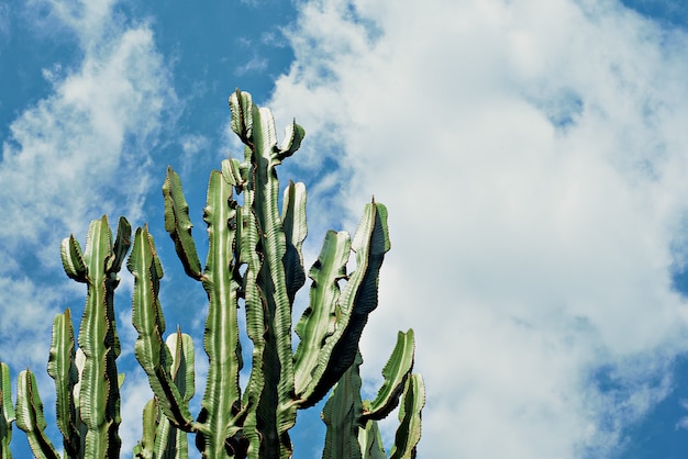 Tronco di cactus Cereus contro il cielo blu,