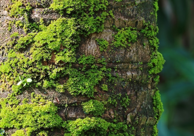 Tronco di cocco con muschi verdi vibranti, per sfondo e texture di piante con messa a fuoco selettiva