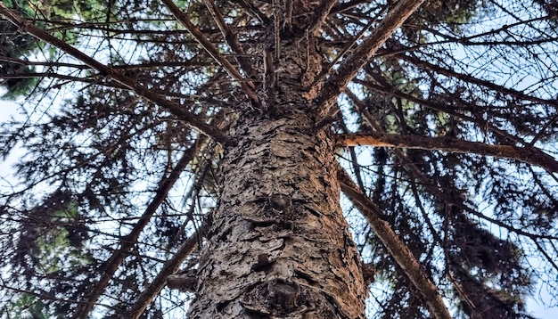 Tronco di conifere con rami, vista dal basso.