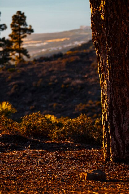 Tronco di pino e valle sullo sfondo. Colori caldi all'ora del tramonto. Paesaggio all'aperto