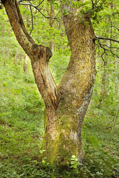 Tronco di quercia in boschi verdi Antica ghianda che cresce in una foresta selvaggia Un vecchio albero con corteccia muschiosa e ceppo in una scena naturale disabitata Paesaggio magico da esplorare in avventura