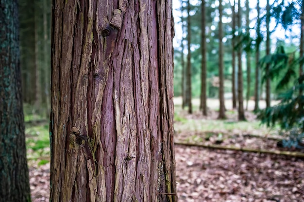 Tronco di thuja sempreverde con corteccia rossomarrone sullo sfondo della foresta