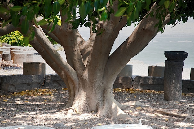 Tronco di un enorme albero che cresce nel parco