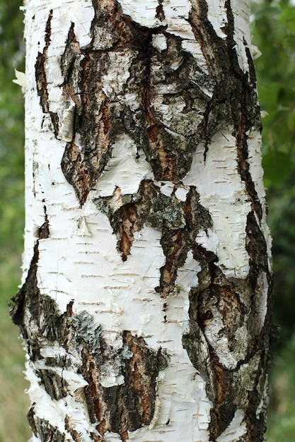 Tronco di un grande albero nella foresta