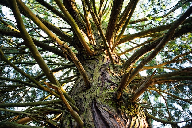 Tronco di un vecchio albero alto