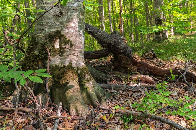 Tronco di un vecchio albero in una foresta verde