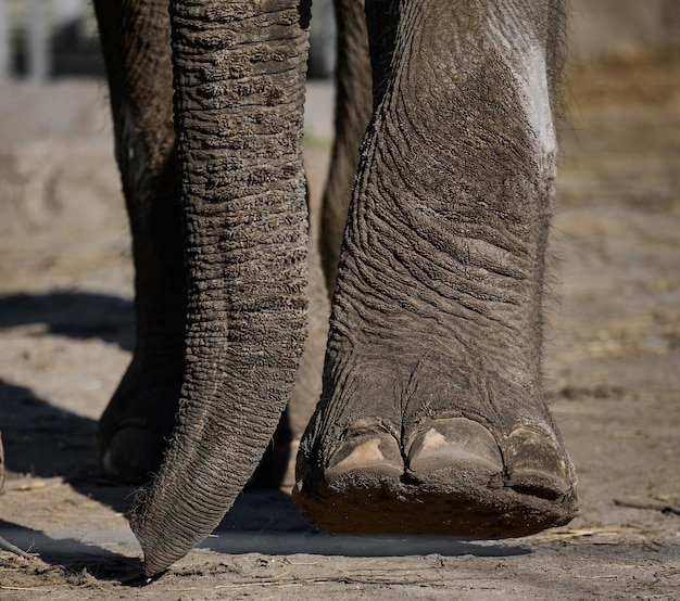 Tronco e gambe di un elefante africano in natura