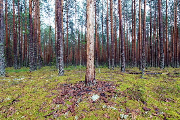 Tronco nudo di albero morto in una foresta di conifere di alti pini