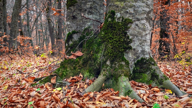 Tronco spesso di un vecchio albero nella foresta autunnale