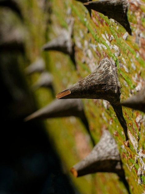 Tronco spinoso di un albero