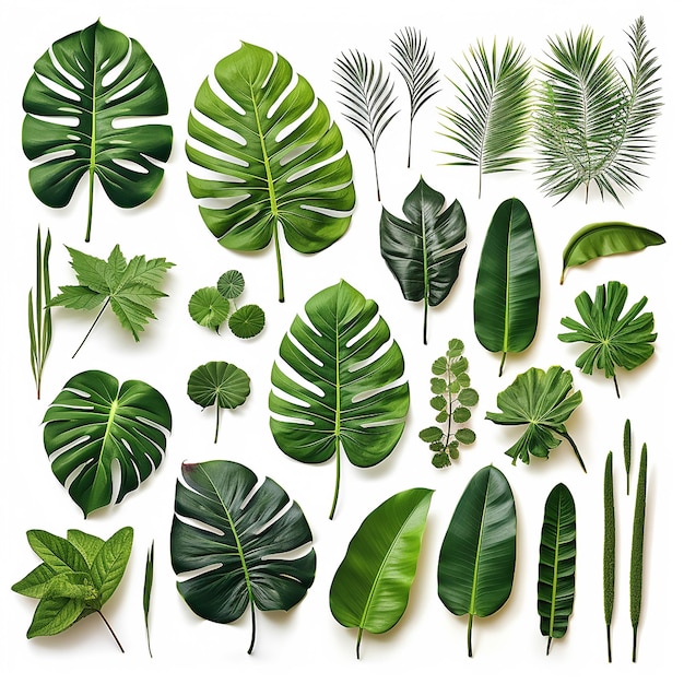 Tropical Elegance UltraDetailed Multiple Angles Set di diverse foglie tropicali