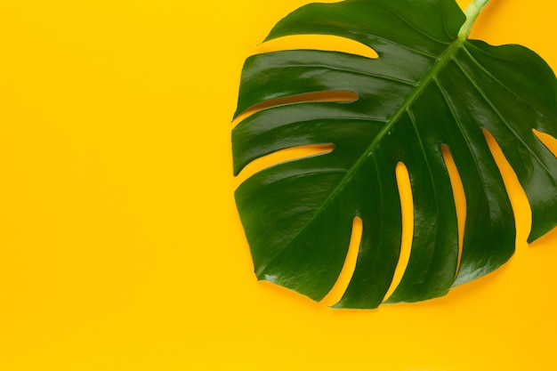Tropical Jungle Leaf, Monstera, poggiante su una superficie piana, su colore giallo.