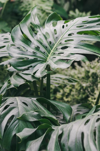 Tropici Giungla tropicale Piante tropicali ad alto dettaglio