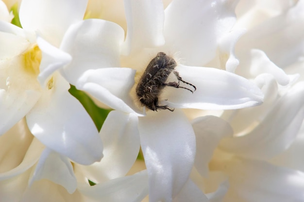 Tropinota hirta si nutre di boccioli e fiori È un parassita di molte piante agricole che si nutrono fortemente dei loro fiori