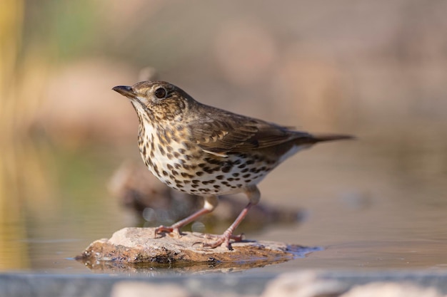 Trosso canzone Turdus philomelos Malaga Spagna