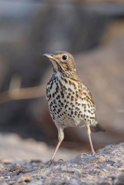 Trosso canzone Turdus philomelos Malaga Spagna