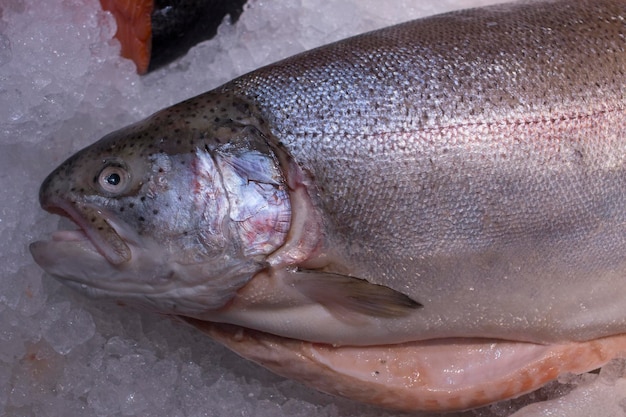 Trota fresca su ghiaccio in un supermercato. Pesce fresco in una pescheria. Salmone.