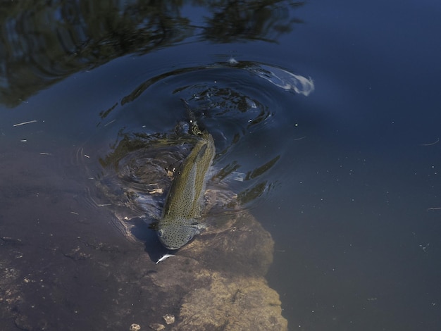 Trota in un lago sott'acqua