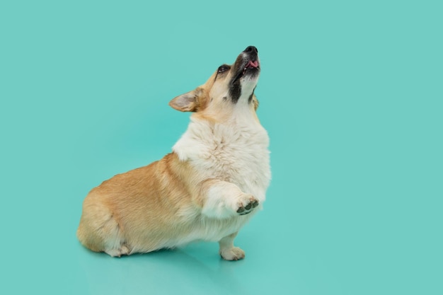 Trucco del cucciolo di cane Corgi alta cinque zampa sulla stagione estiva isolata su sfondo blu