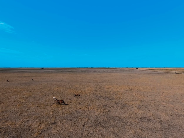 Truppa di cavalli in pianura a La Pampa Argentina