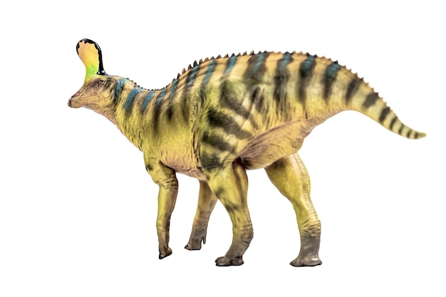 Tsintaosaurus Spinorhinus Dinosaur su sfondo bianco isolato Tracciato di ritaglio