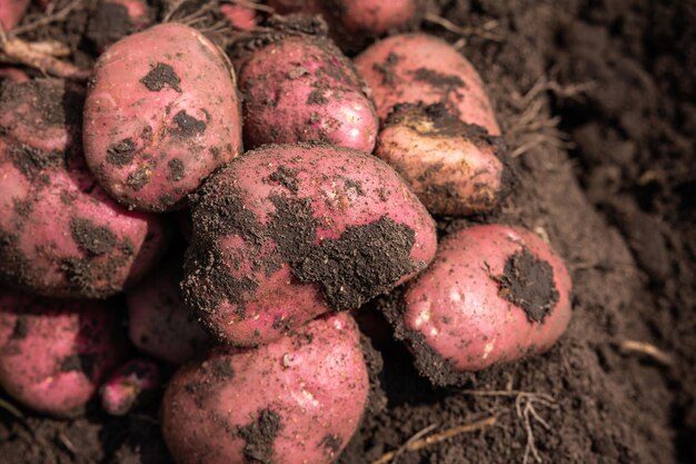 tuberi di patate in terra raccolto verdura biologica