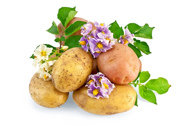 Tuberi gialli e rosa con fiori bianchi e viola, foglie verdi isolate su sfondo bianco