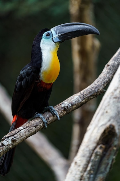 Tucano Channelbilled