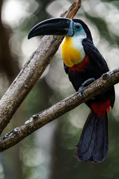 Tucano Channelbilled