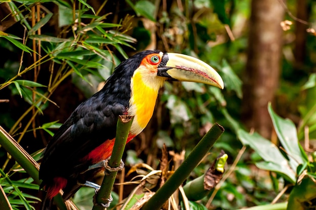 Tucano dal becco verde (Ramphastos dicolorus), bellissimo tucano in Brasile