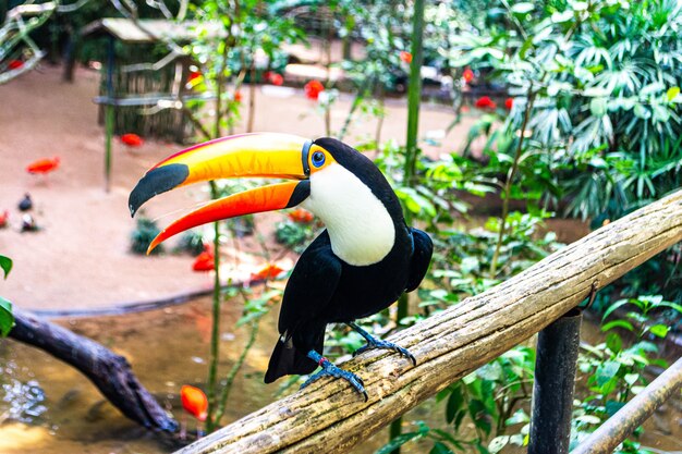 Tucano dal parco degli uccelli del Brasile