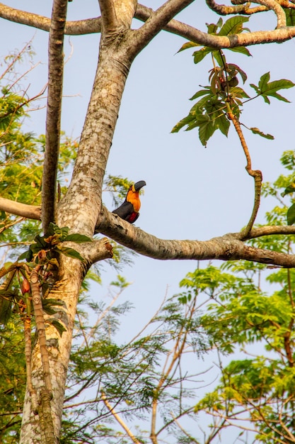 Tucano in cima a un albero a Rio de Janeiro.