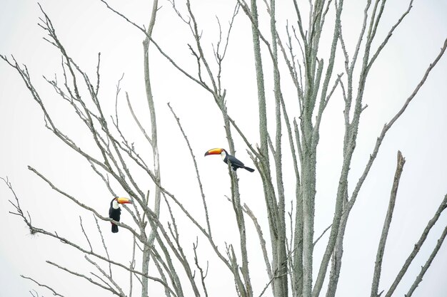 tucano nell'albero che vola magnificamente nel mezzo della giungla