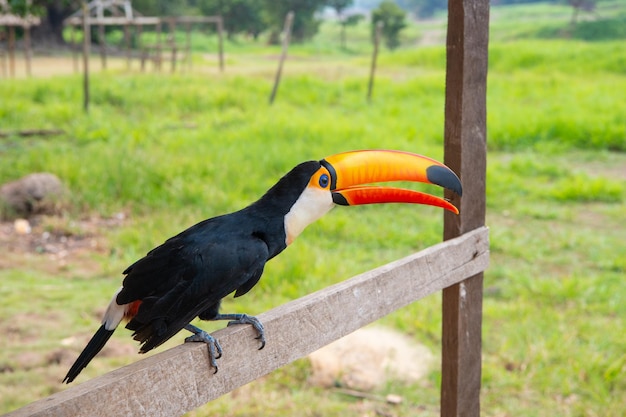 Tucano nella fauna selvatica Tucano all'aperto nella fauna selvatica Tucano nella fauna selvatica che apre il becco arancione