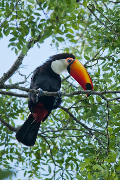 Tucano su un ramo