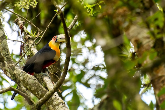 Tucano tra gli alberi in una foresta brasiliana