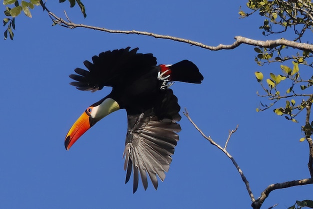 Tucano volante