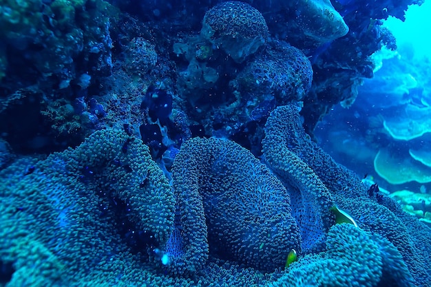 tuffarsi in acqua / scena marina, riposare nell'oceano, fauna selvatica sott'acqua