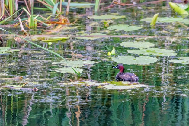 Tuffetto in acqua (Tachybaptus ruficollis)