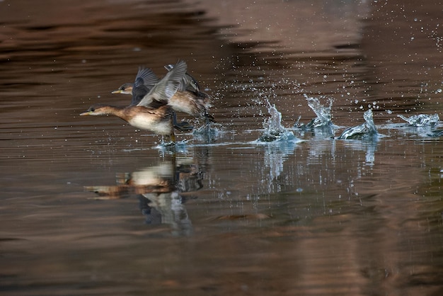 Tuffetto (Tachybaptus ruficollis).