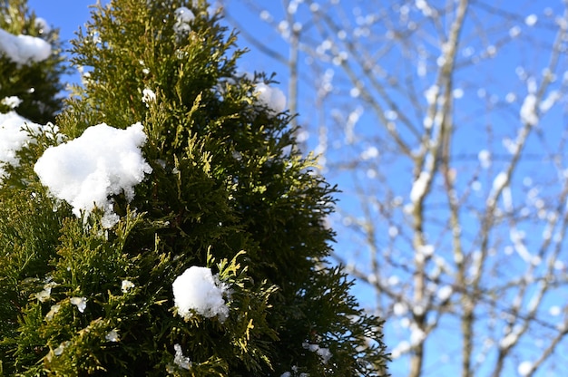 Tuia di neve con tempo soleggiato. Foto di alta qualità