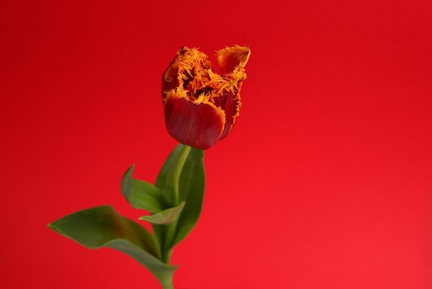 Tulip in una pentola su sfondo rosso Spazio di copia